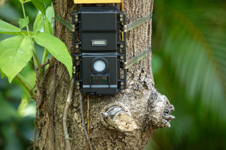 Trail Cameras - Anchor Express